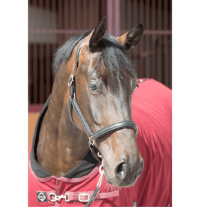 Cambrian padded leather headcollar